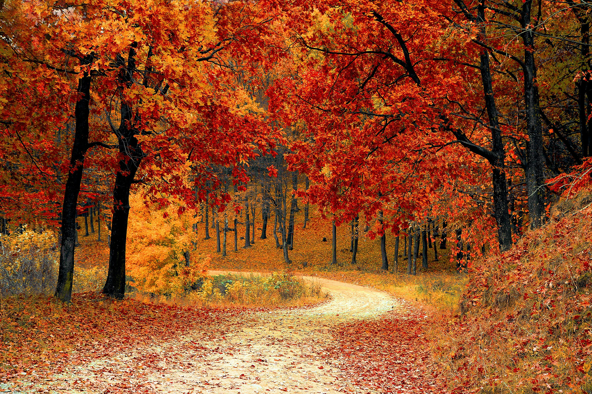 Winding Path with Fall Trees